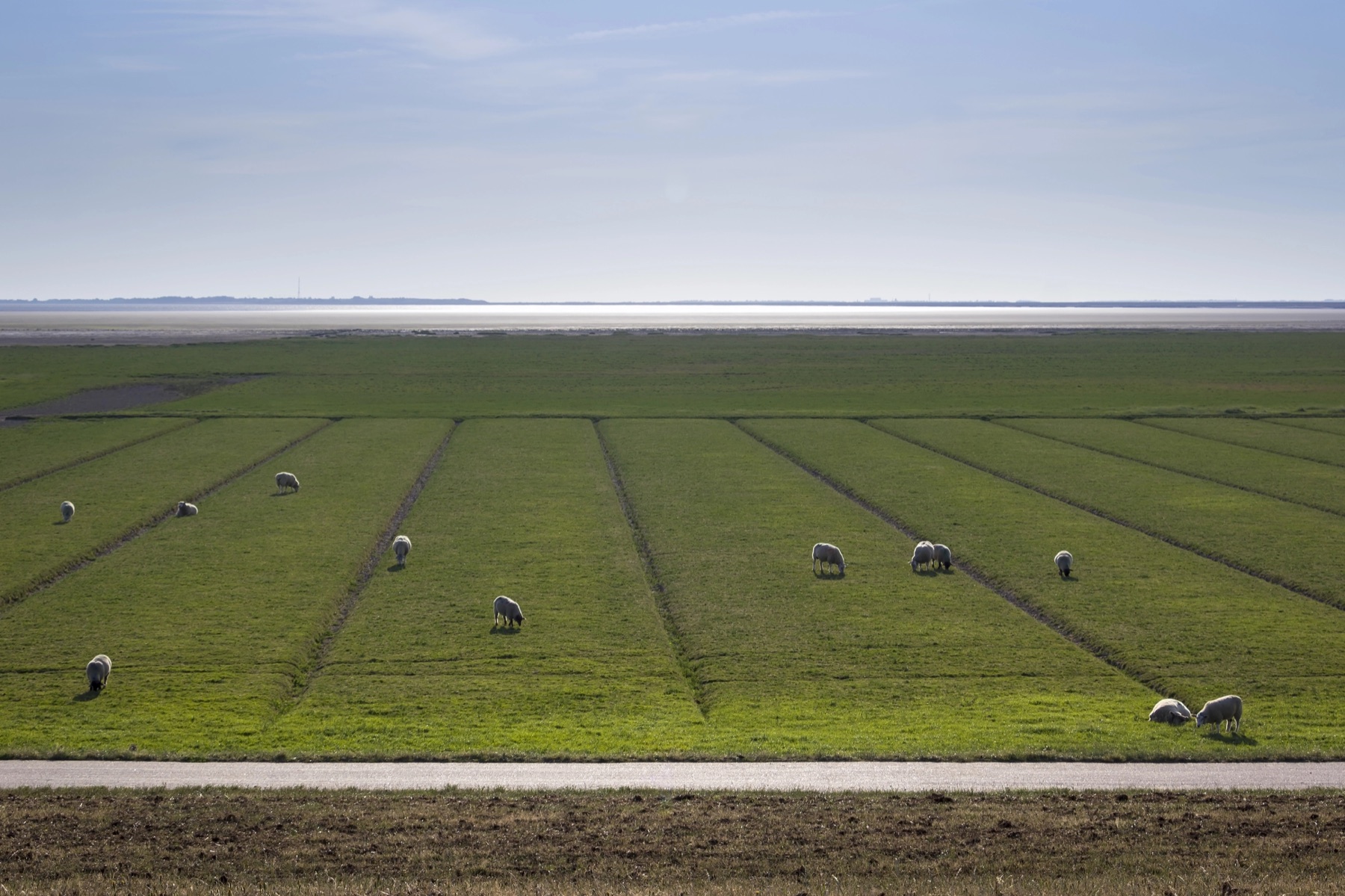 Deichwiesen und Wattenmeer bei Husum, Tour Nordseegefühl